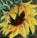 SUNFLOWER, PASTEL, 12 X 12