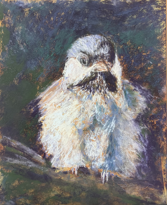 CHICK CICKADEE, PASTEL, 12 X 9